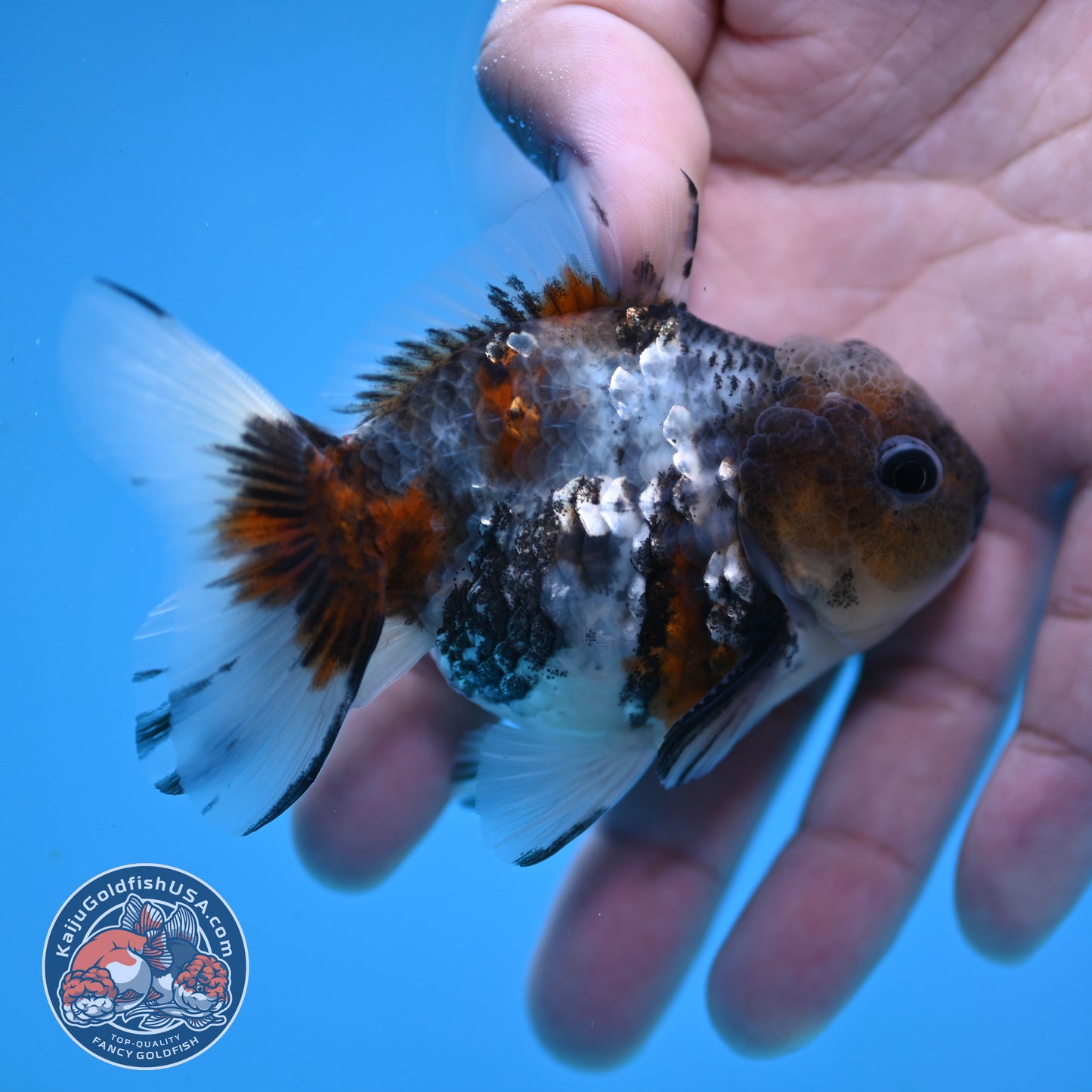 Juvenile Shogun Blue Based Oranda 3 inch Body (251031_OR05)