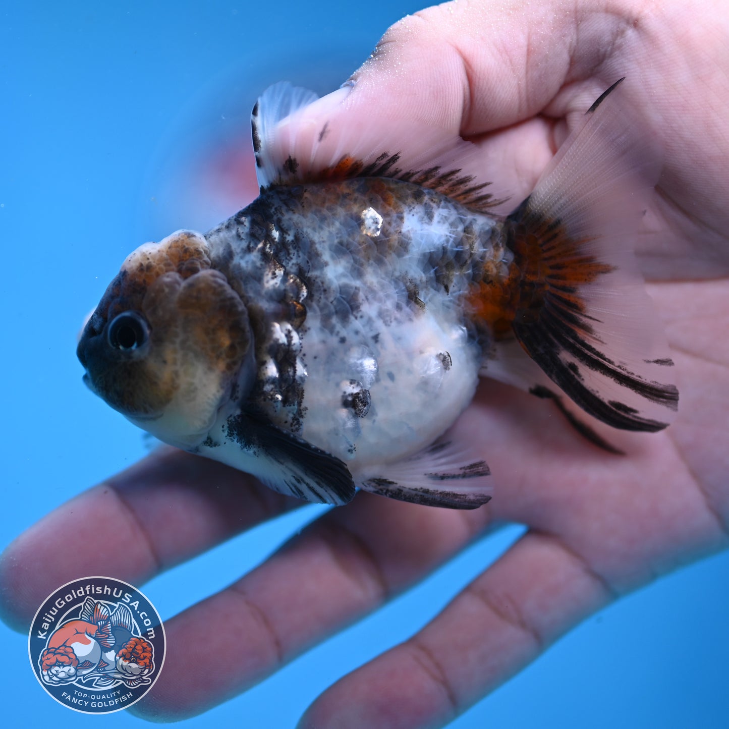 Juvenile Shogun Blue Based Oranda 3 inch Body (251031_OR05)