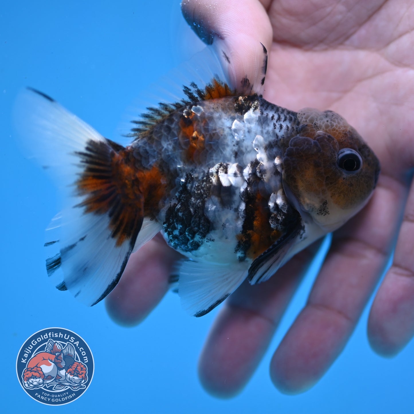 Juvenile Shogun Blue Based Oranda 3 inch Body (251031_OR05)