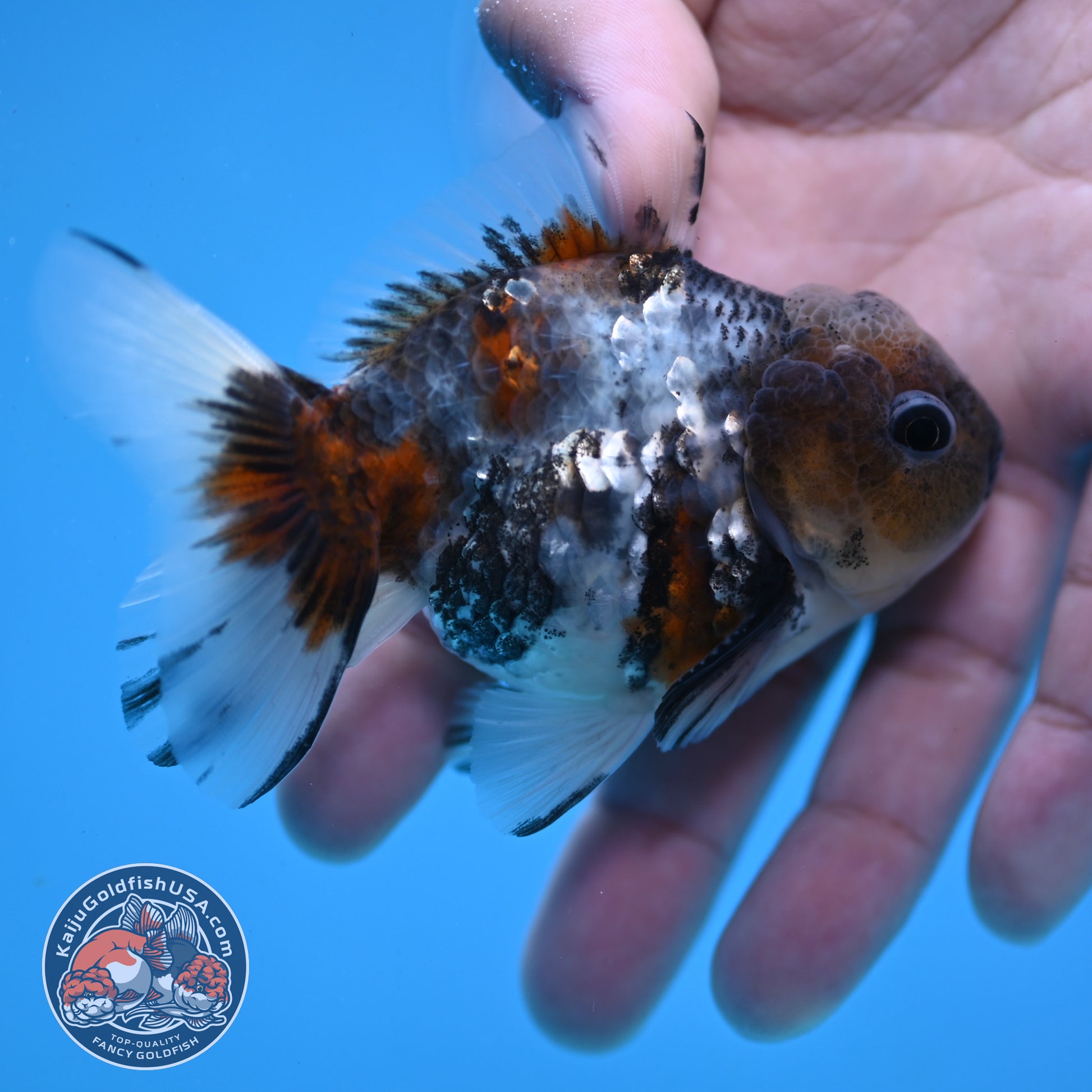 Juvenile Shogun Blue Based Oranda 3 inch Body (251031_OR05)