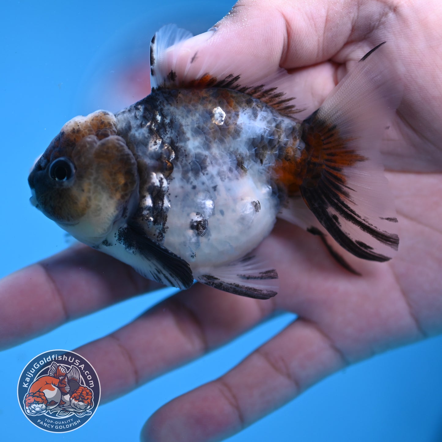 Juvenile Shogun Blue Based Oranda 3 inch Body (251031_OR05)