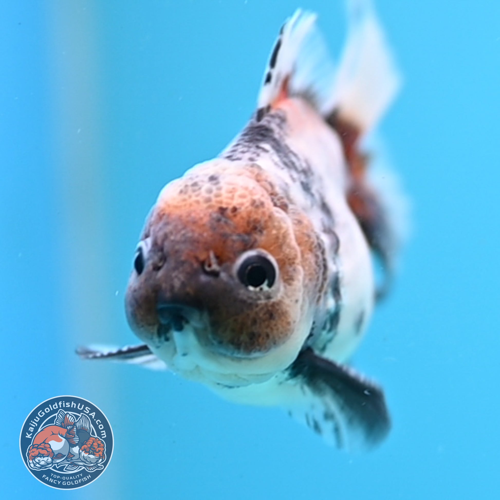 Juvenile Shogun Blue Based Oranda 3 inch Body (251031_OR05)