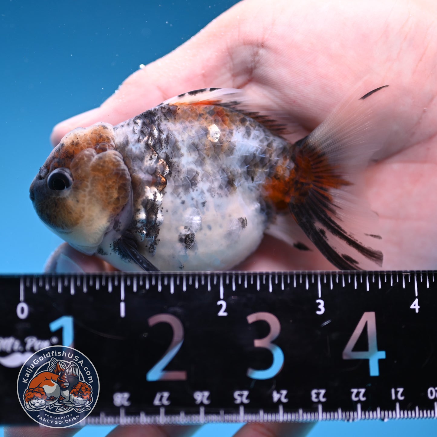 Juvenile Shogun Blue Based Oranda 3 inch Body (251031_OR05)