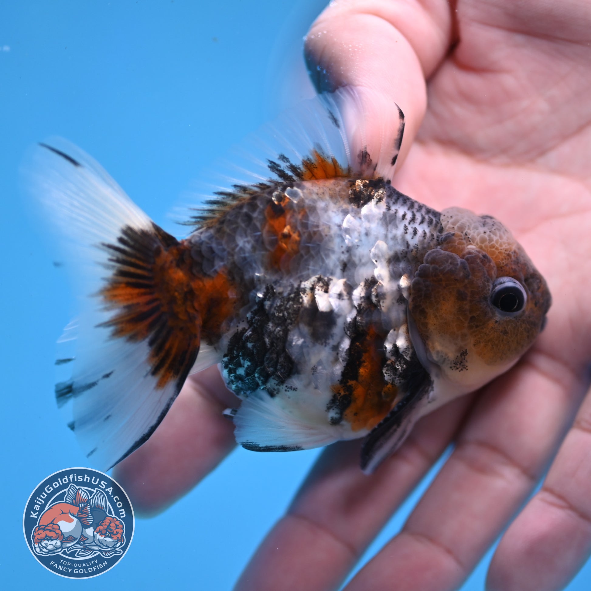 Juvenile Shogun Blue Based Oranda 3 inch Body (251031_OR05)
