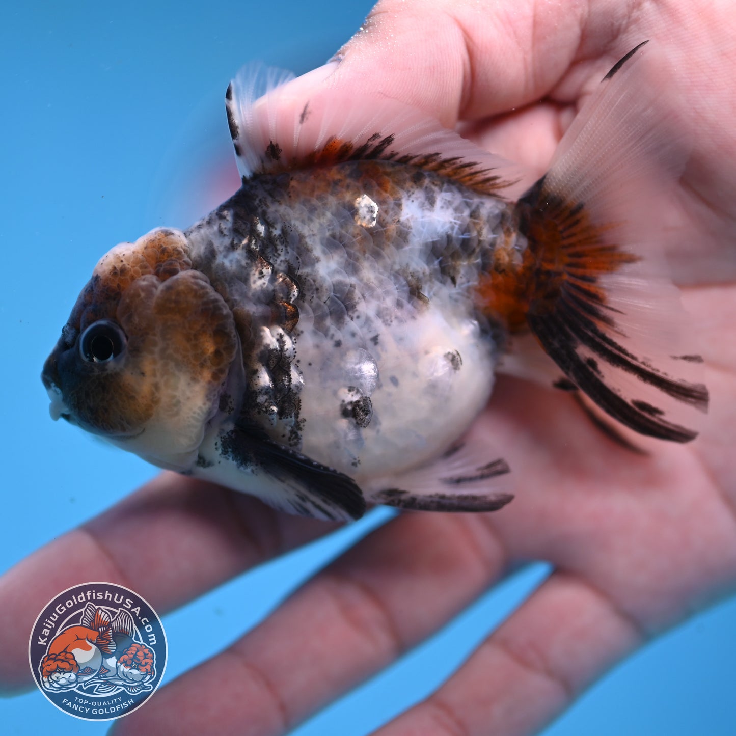 Juvenile Shogun Blue Based Oranda 3 inch Body (251031_OR05)