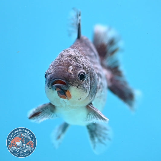 Juvenile Shogun Blue Kirin Oranda 3.2 inch Body (251031_OR04)