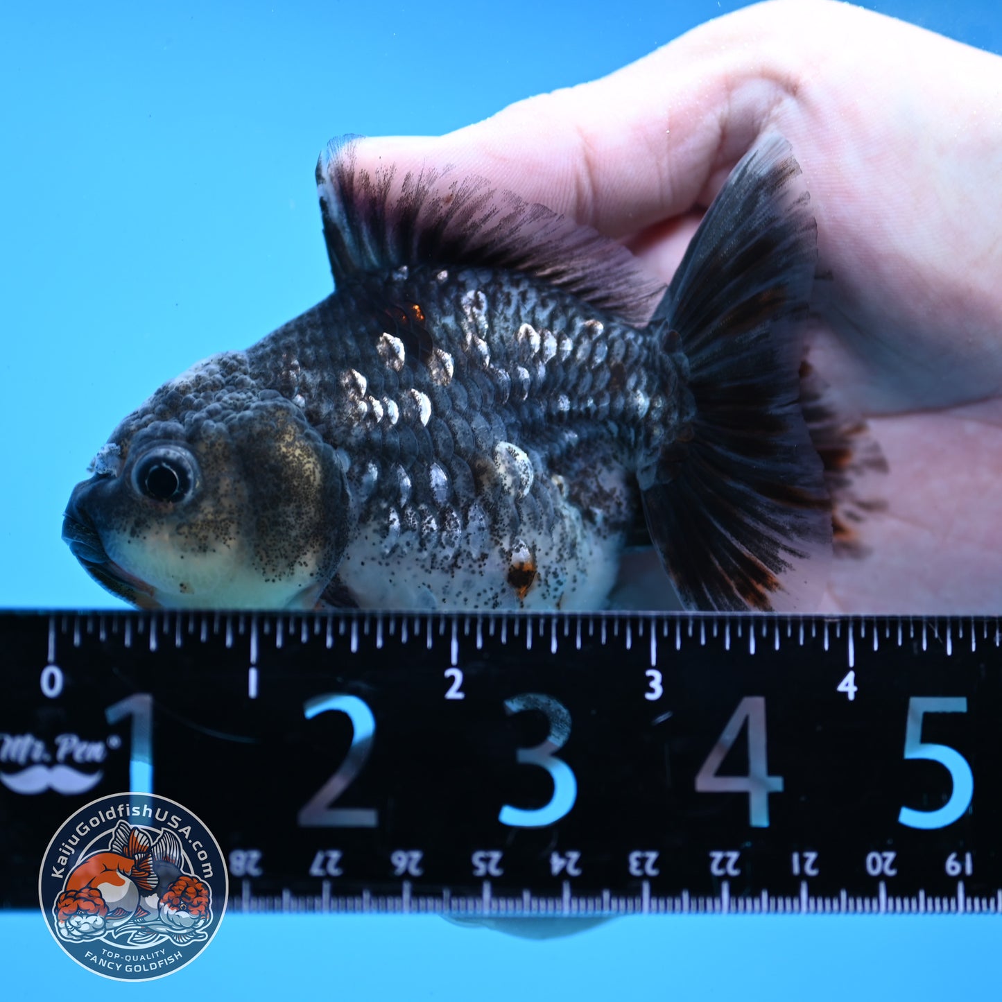 Juvenile Shogun Blue Kirin Oranda 3.2 inch Body (251031_OR04)