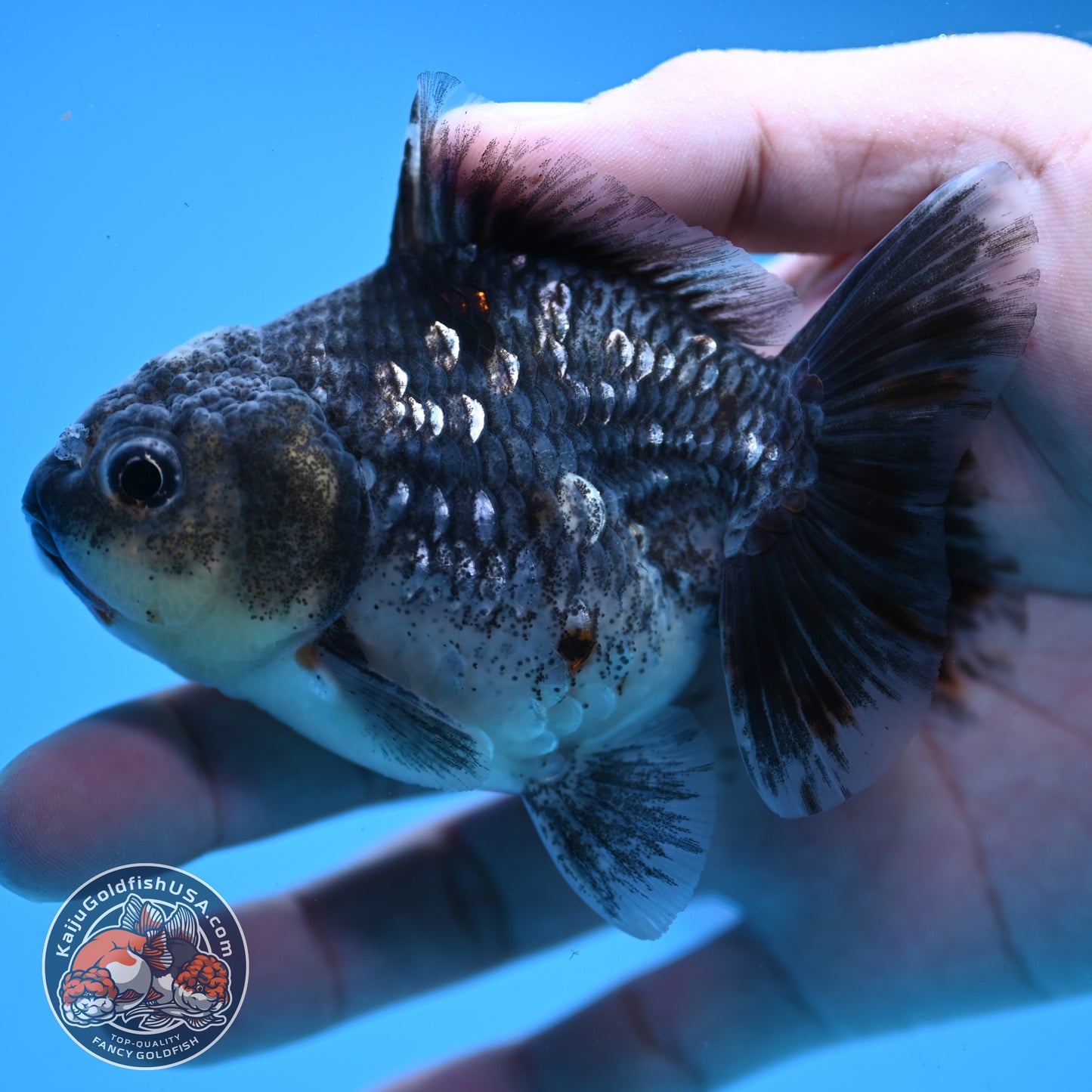 Juvenile Shogun Blue Kirin Oranda 3.2 inch Body (251031_OR04)