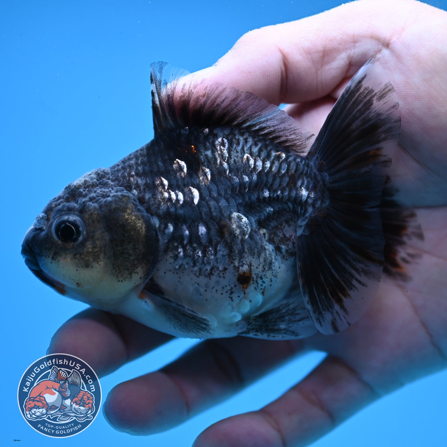 Juvenile Shogun Blue Kirin Oranda 3.2 inch Body (251031_OR04)
