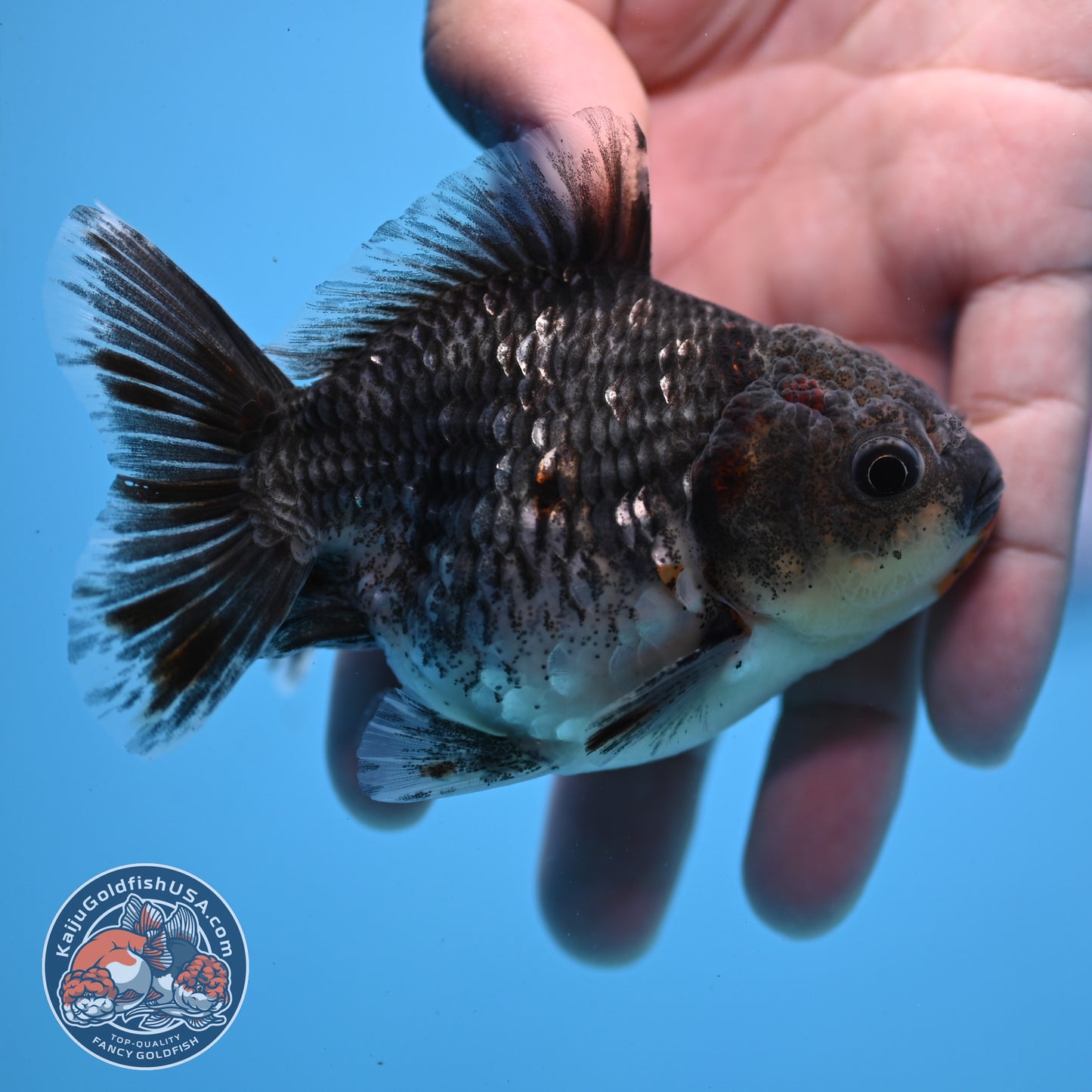 Juvenile Shogun Blue Kirin Oranda 3.2 inch Body (251031_OR04)