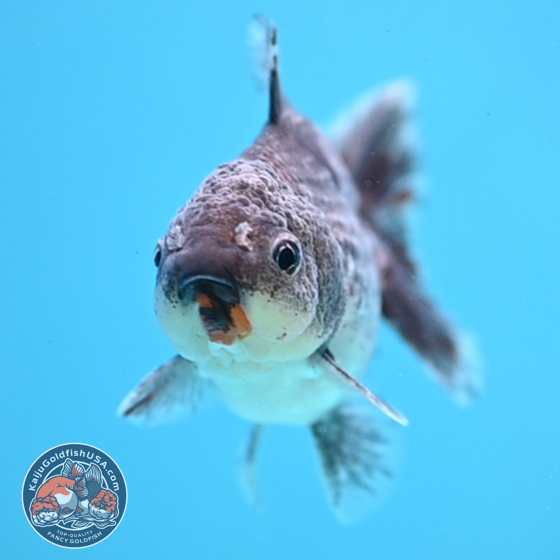 Juvenile Shogun Blue Kirin Oranda 3.2 inch Body (251031_OR04)