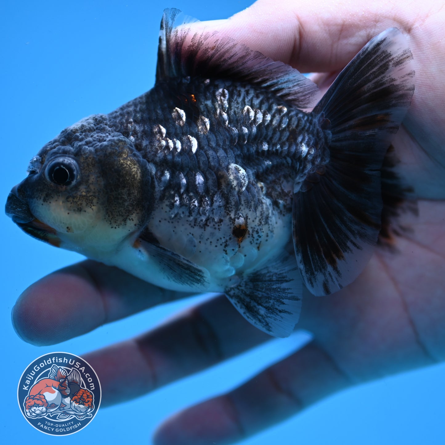 Juvenile Shogun Blue Kirin Oranda 3.2 inch Body (251031_OR04)