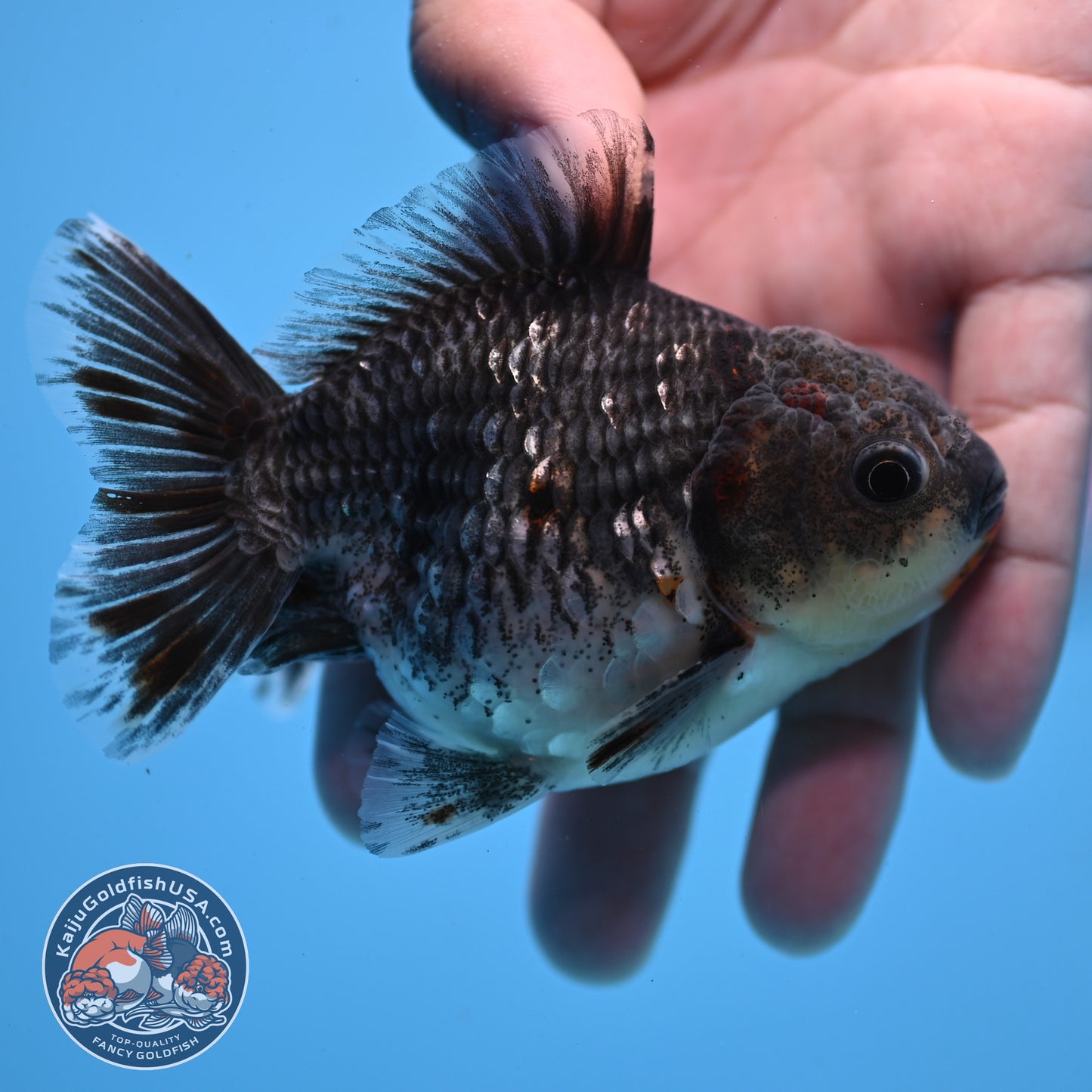 Juvenile Shogun Blue Kirin Oranda 3.2 inch Body (251031_OR04)