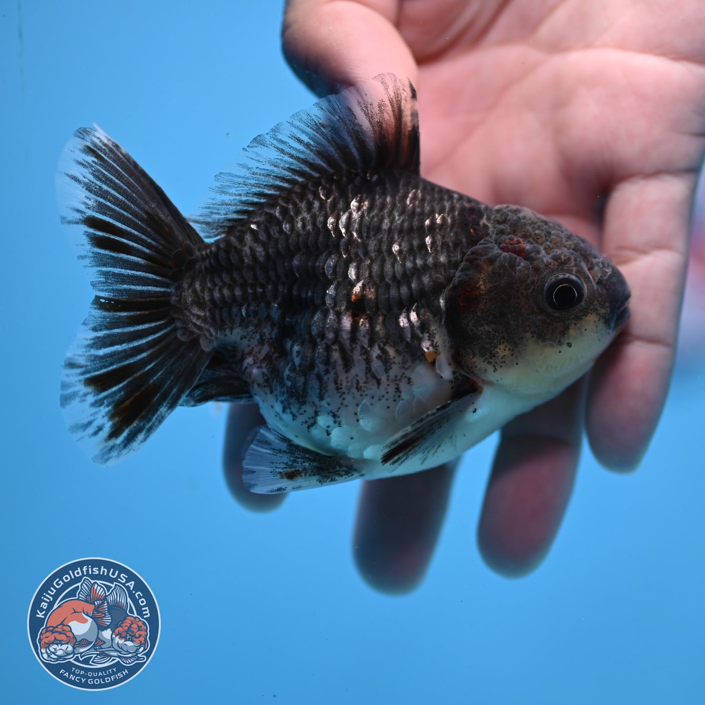 Juvenile Shogun Blue Kirin Oranda 3.2 inch Body (251031_OR04)