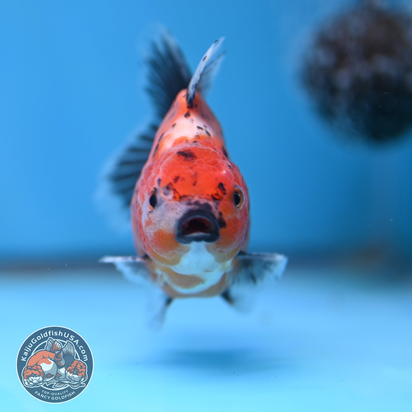 Juvenile Shogun Calico Oranda 2.8 inch Body (251017_OR17)