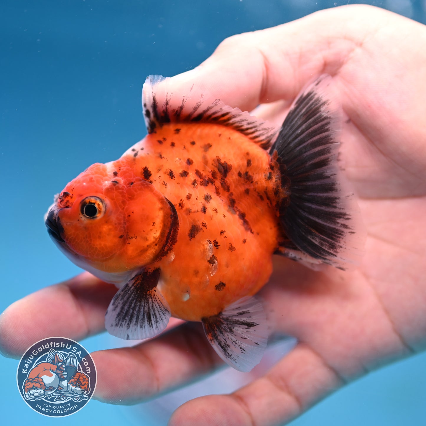 Juvenile Shogun Calico Oranda 2.8 inch Body (251017_OR17)