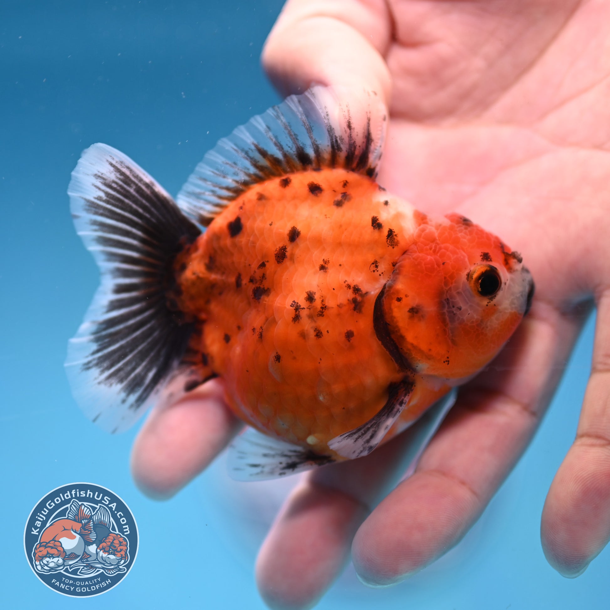 Juvenile Shogun Calico Oranda 2.8 inch Body (251017_OR17)