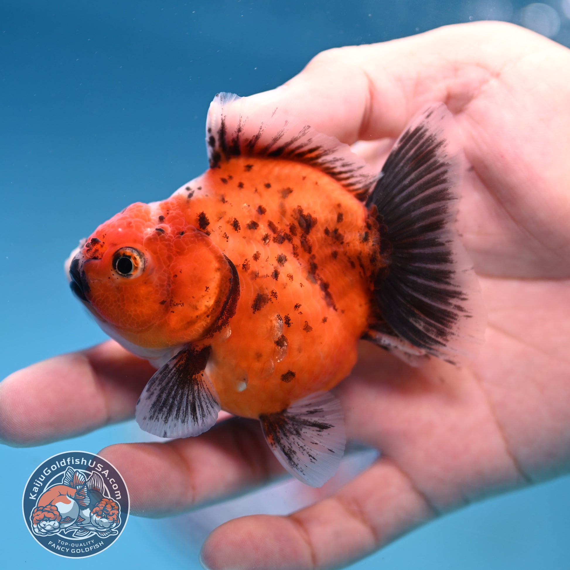 Juvenile Shogun Calico Oranda 2.8 inch Body (251017_OR17)