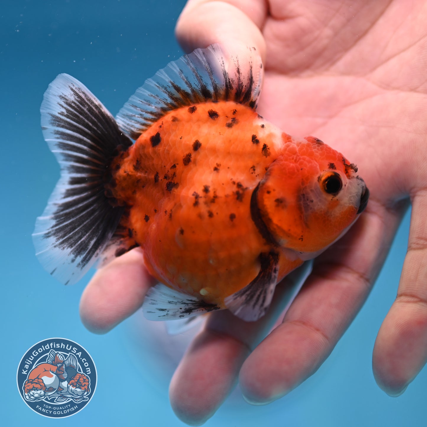 Juvenile Shogun Calico Oranda 2.8 inch Body (251017_OR17)