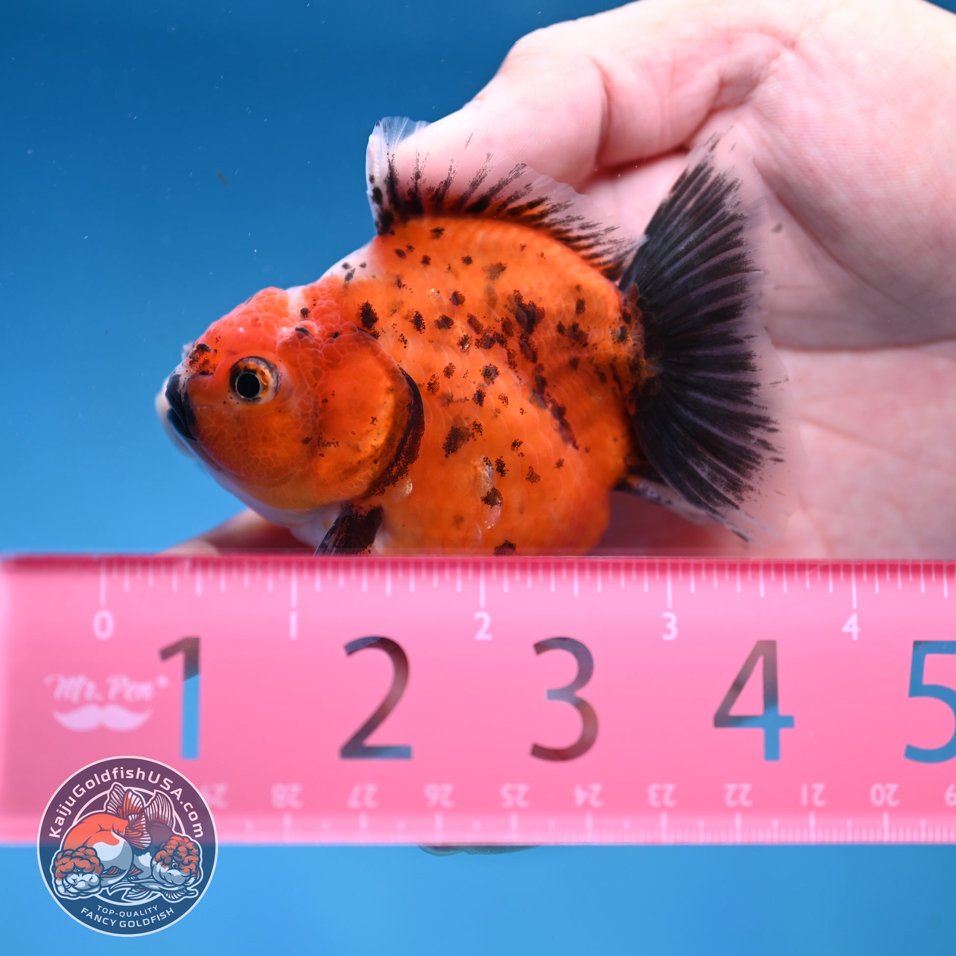 Juvenile Shogun Calico Oranda 2.8 inch Body (251017_OR17)