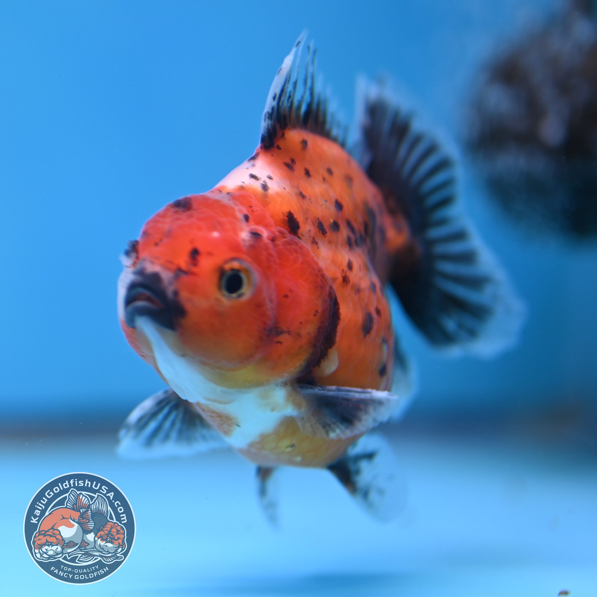 Juvenile Shogun Calico Oranda 2.8 inch Body (251017_OR17)