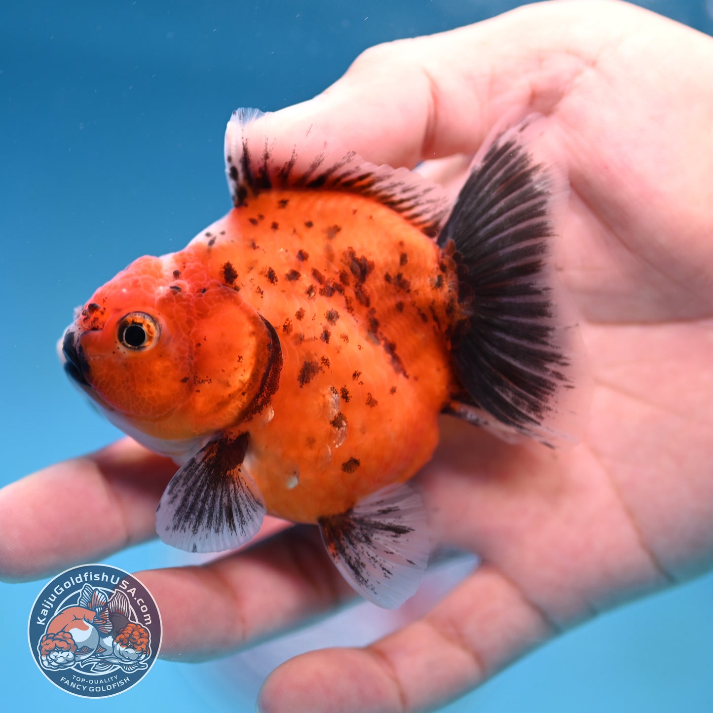 Juvenile Shogun Calico Oranda 2.8 inch Body (251017_OR17)