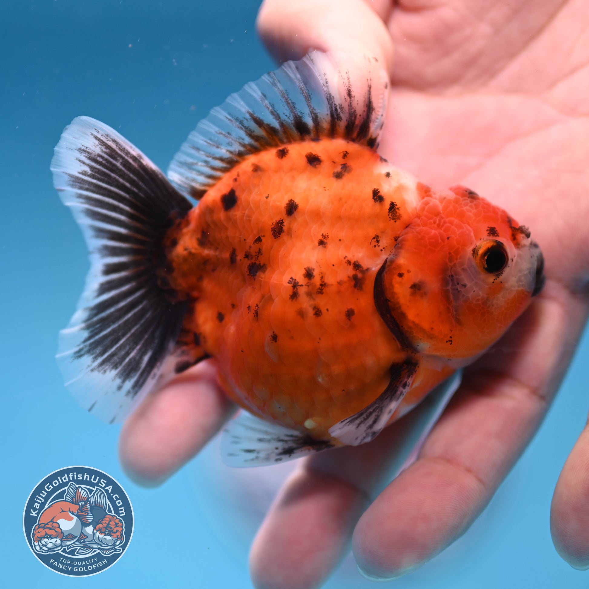 Juvenile Shogun Calico Oranda 2.8 inch Body (251017_OR17)