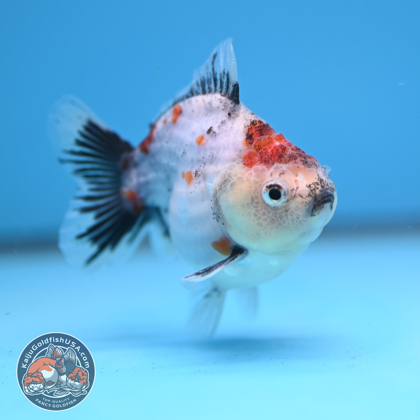 Juvenile Shogun Calico Oranda 3 inch Body (251031_OR07)