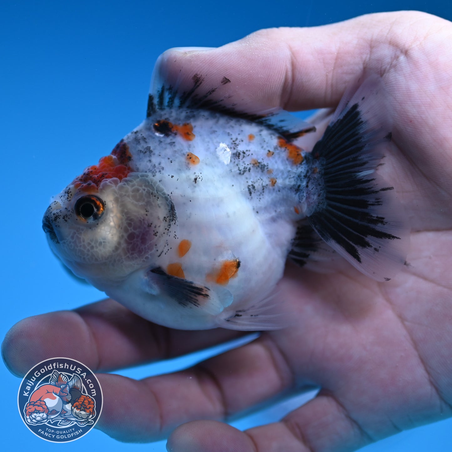 Juvenile Shogun Calico Oranda 3 inch Body (251031_OR07)