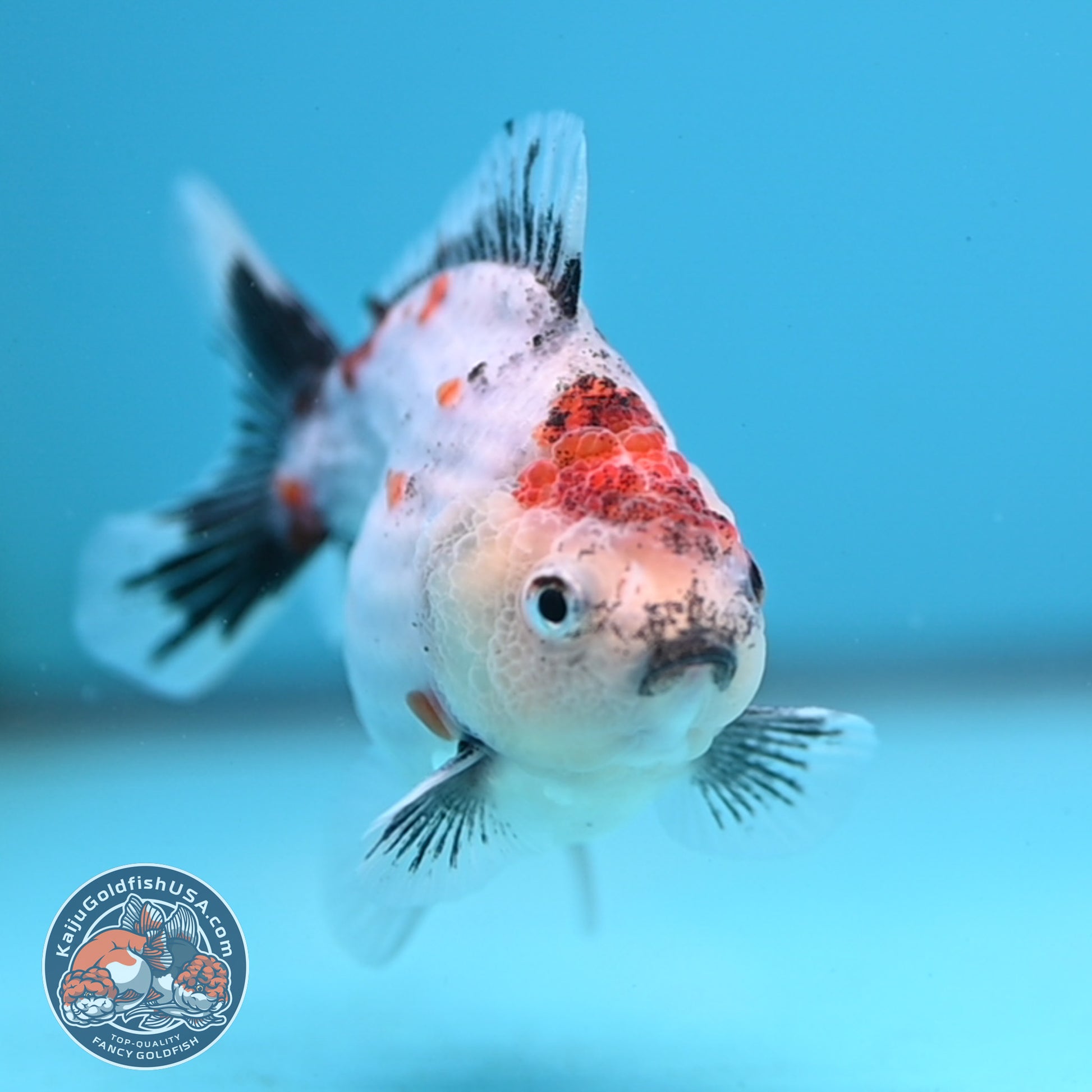 Juvenile Shogun Calico Oranda 3 inch Body (251031_OR07)
