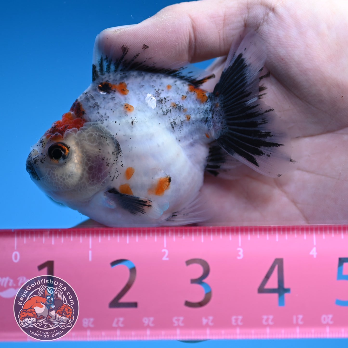 Juvenile Shogun Calico Oranda 3 inch Body (251031_OR07)