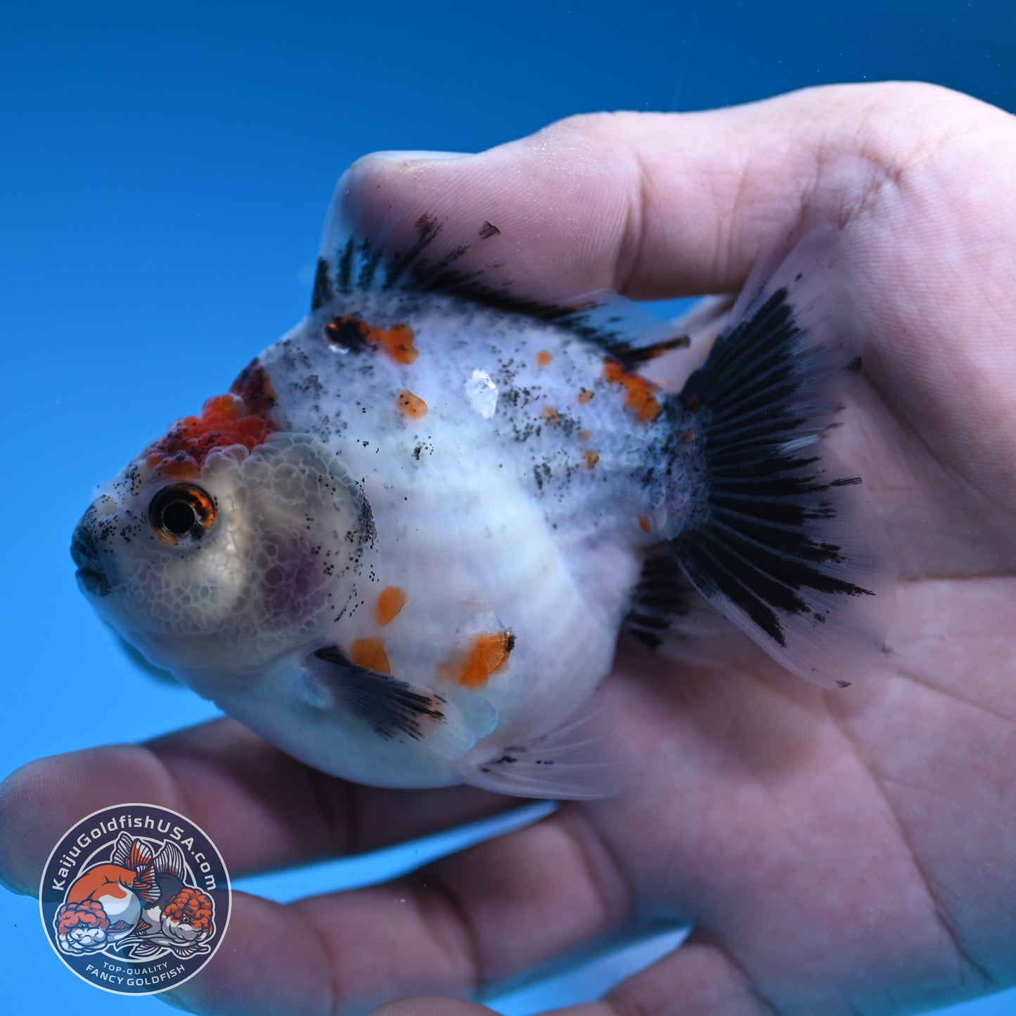 Juvenile Shogun Calico Oranda 3 inch Body (251031_OR07)
