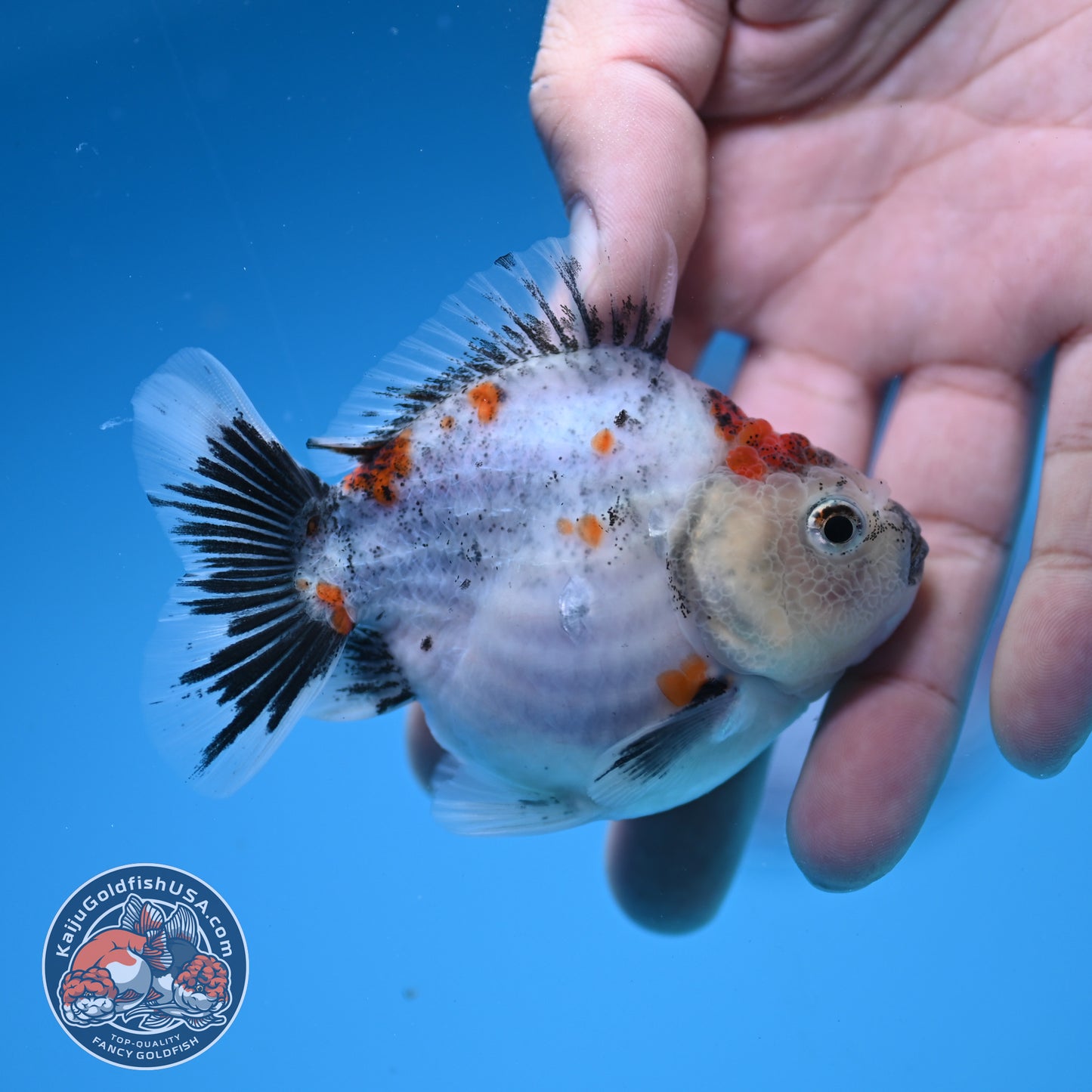 Juvenile Shogun Calico Oranda 3 inch Body (251031_OR07)