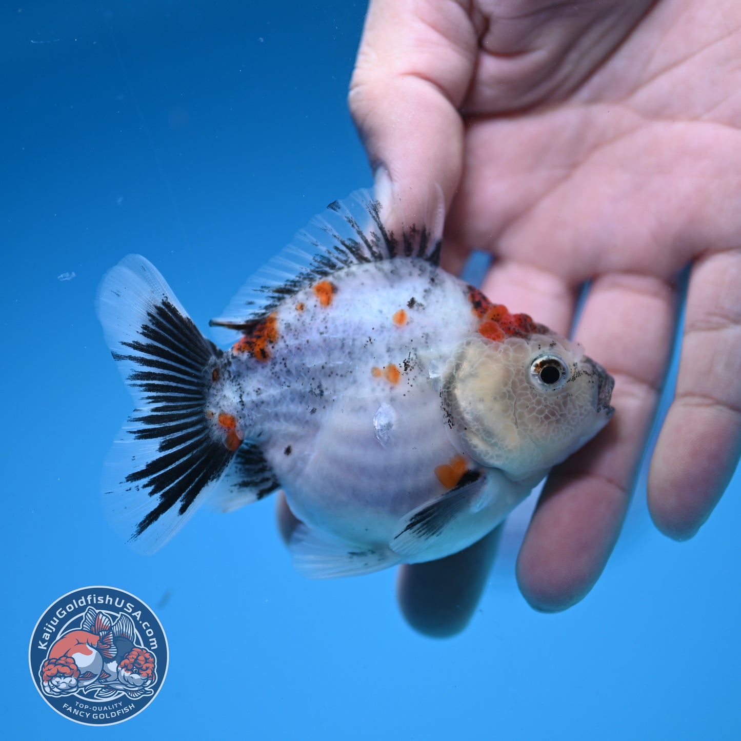 Juvenile Shogun Calico Oranda 3 inch Body (251031_OR07)