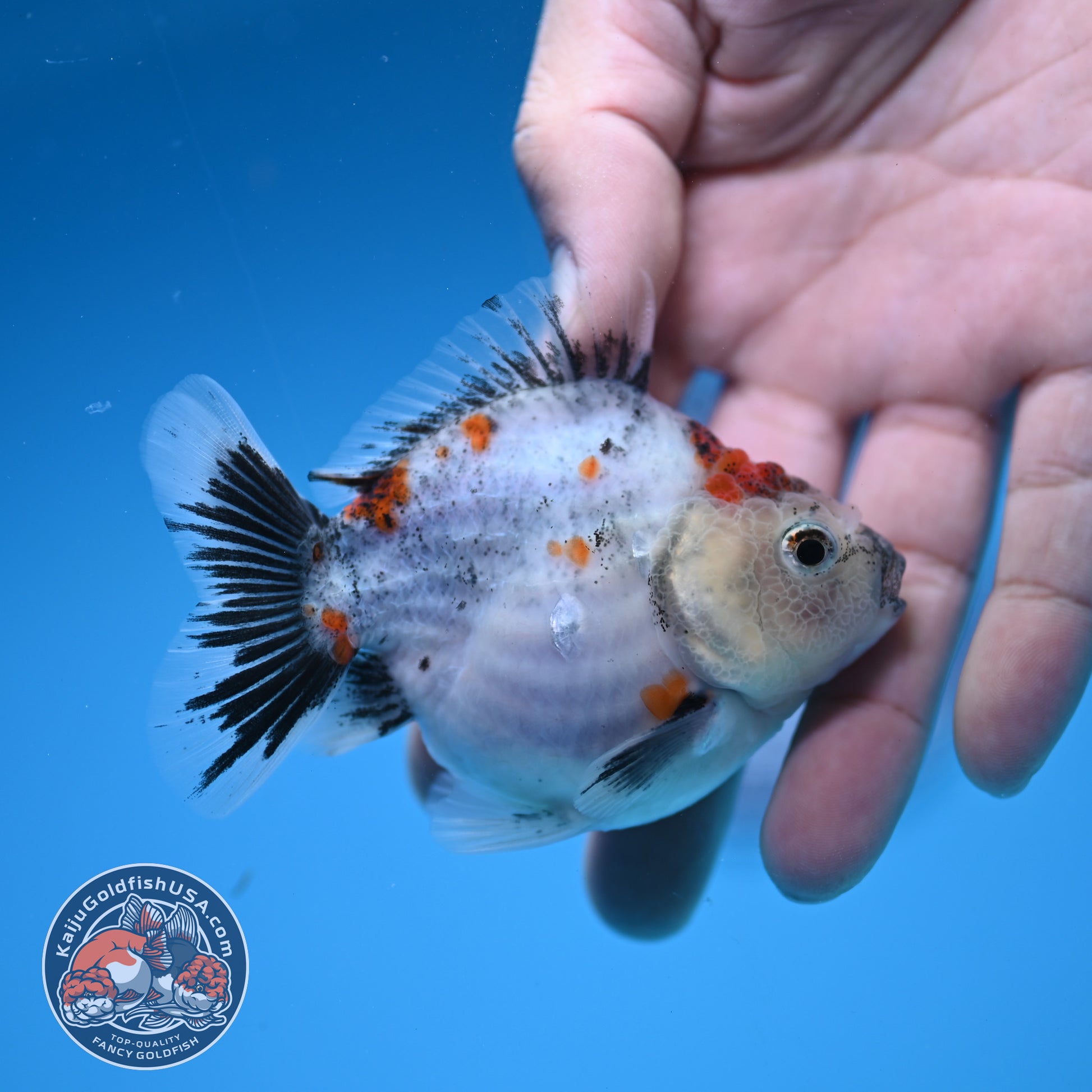 Juvenile Shogun Calico Oranda 3 inch Body (251031_OR07)