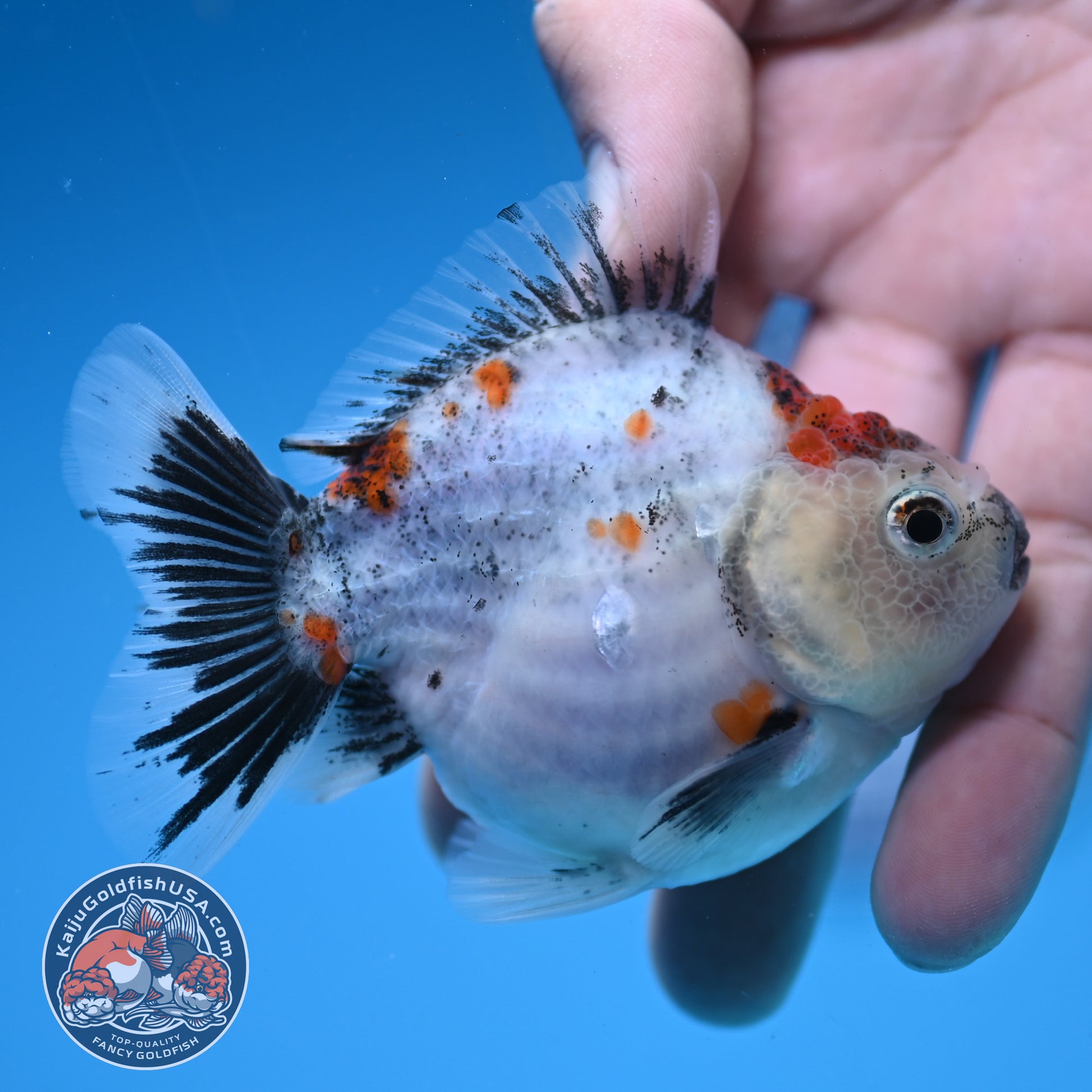 Juvenile Shogun Calico Oranda 3 inch Body (251031_OR07)