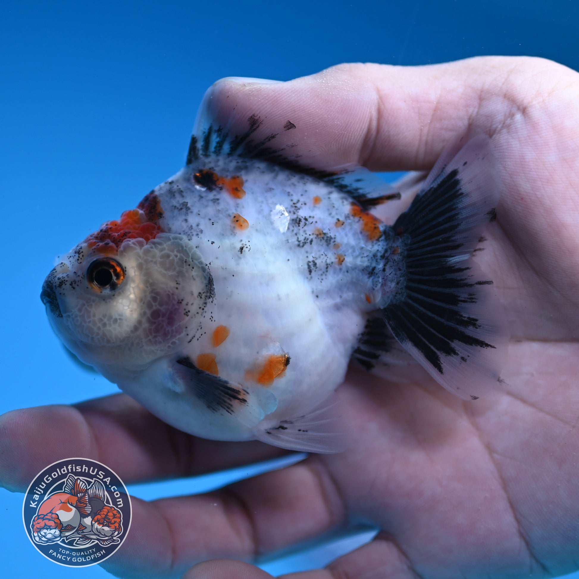 Juvenile Shogun Calico Oranda 3 inch Body (251031_OR07)