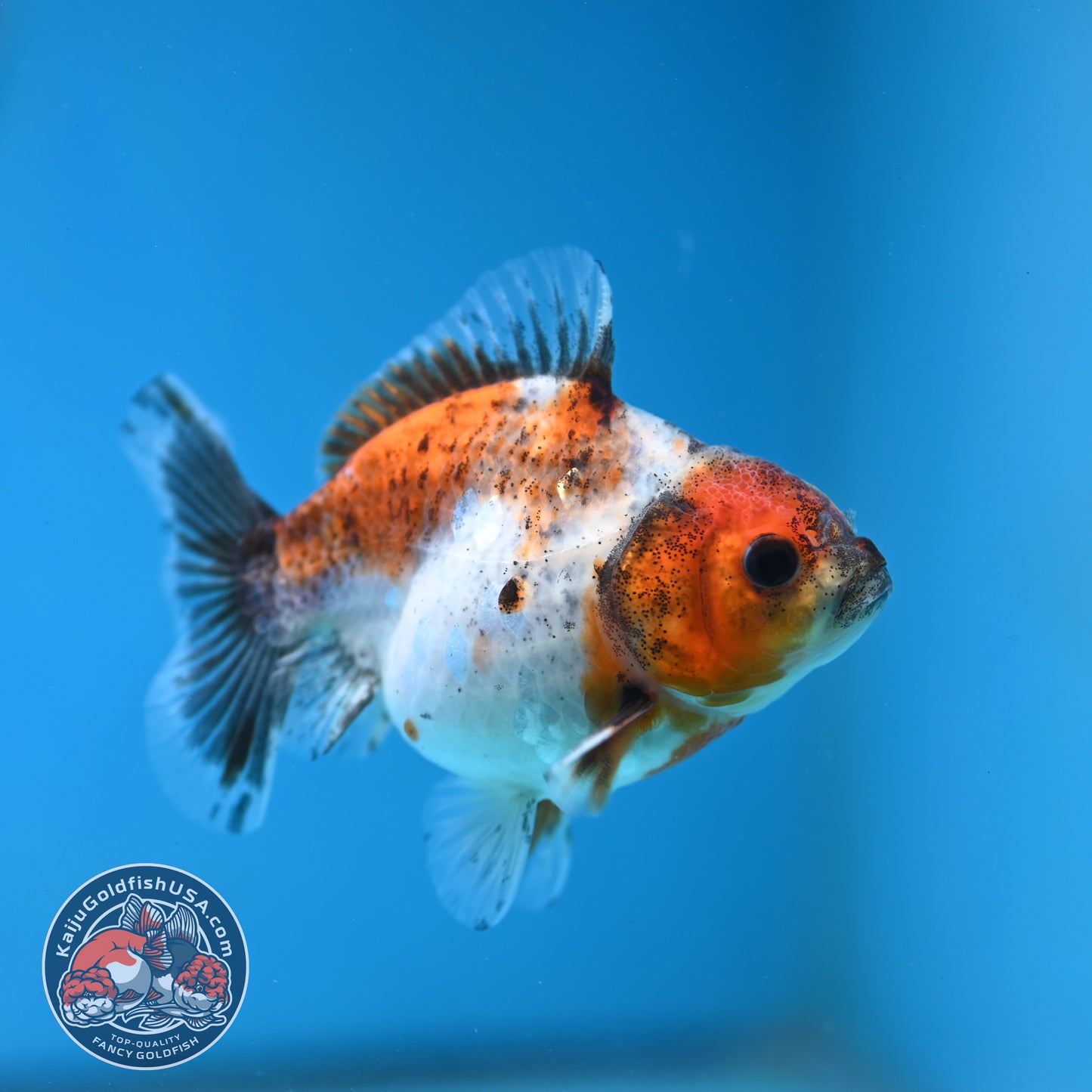 Juvenile Shogun Calico  Oranda 3 inch Body (251121_OR18)