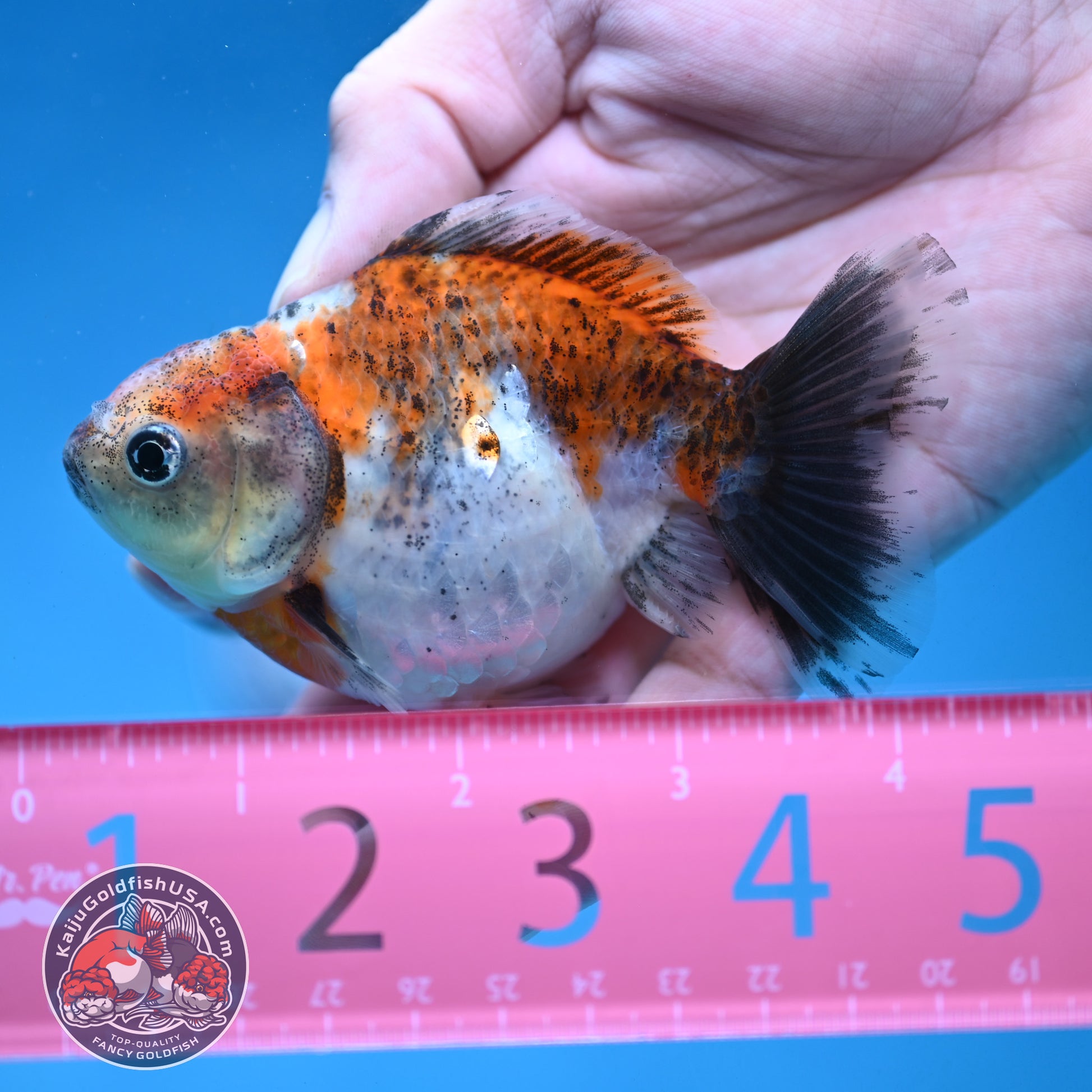 Juvenile Shogun Calico  Oranda 3 inch Body (251121_OR18)