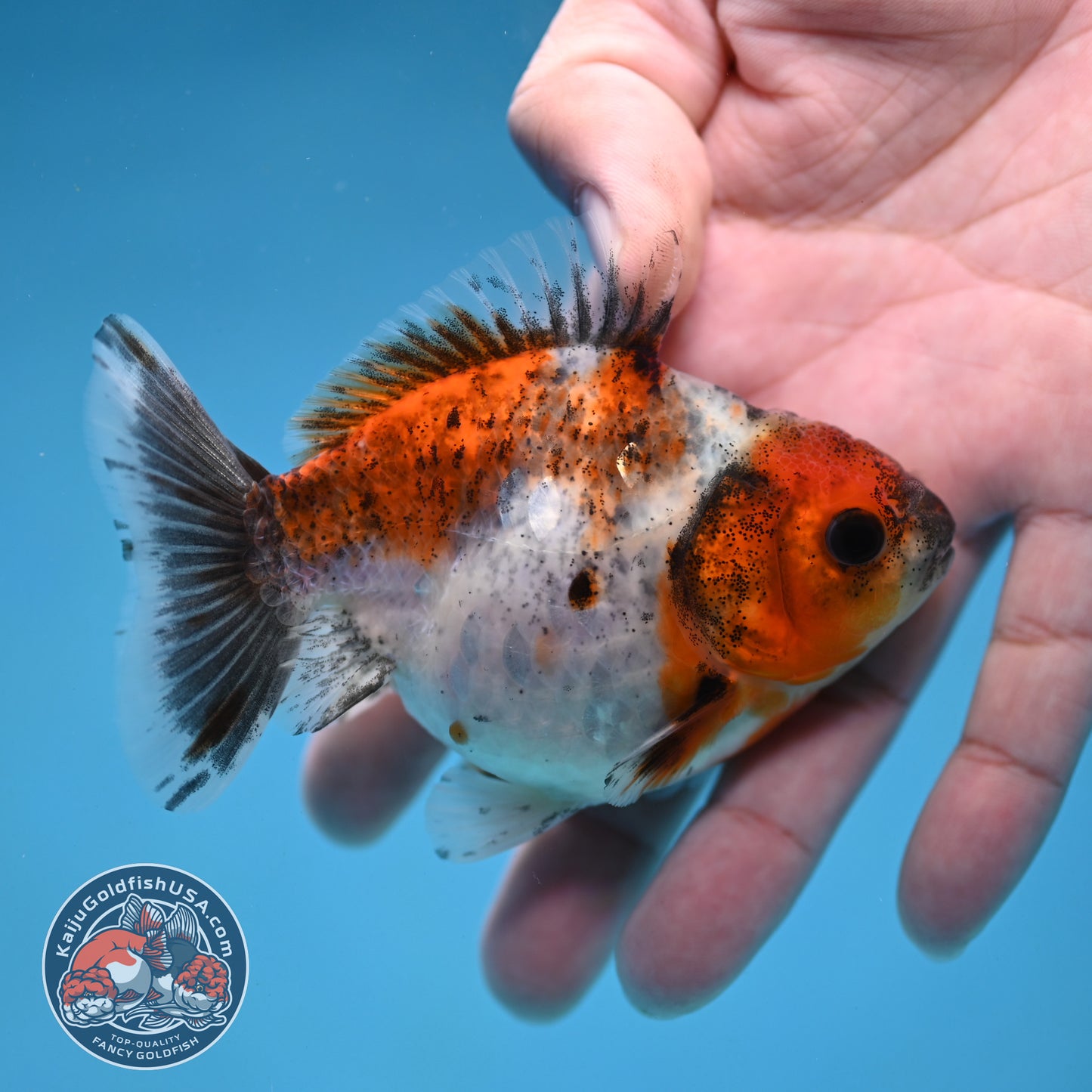 Juvenile Shogun Calico  Oranda 3 inch Body (251121_OR18)