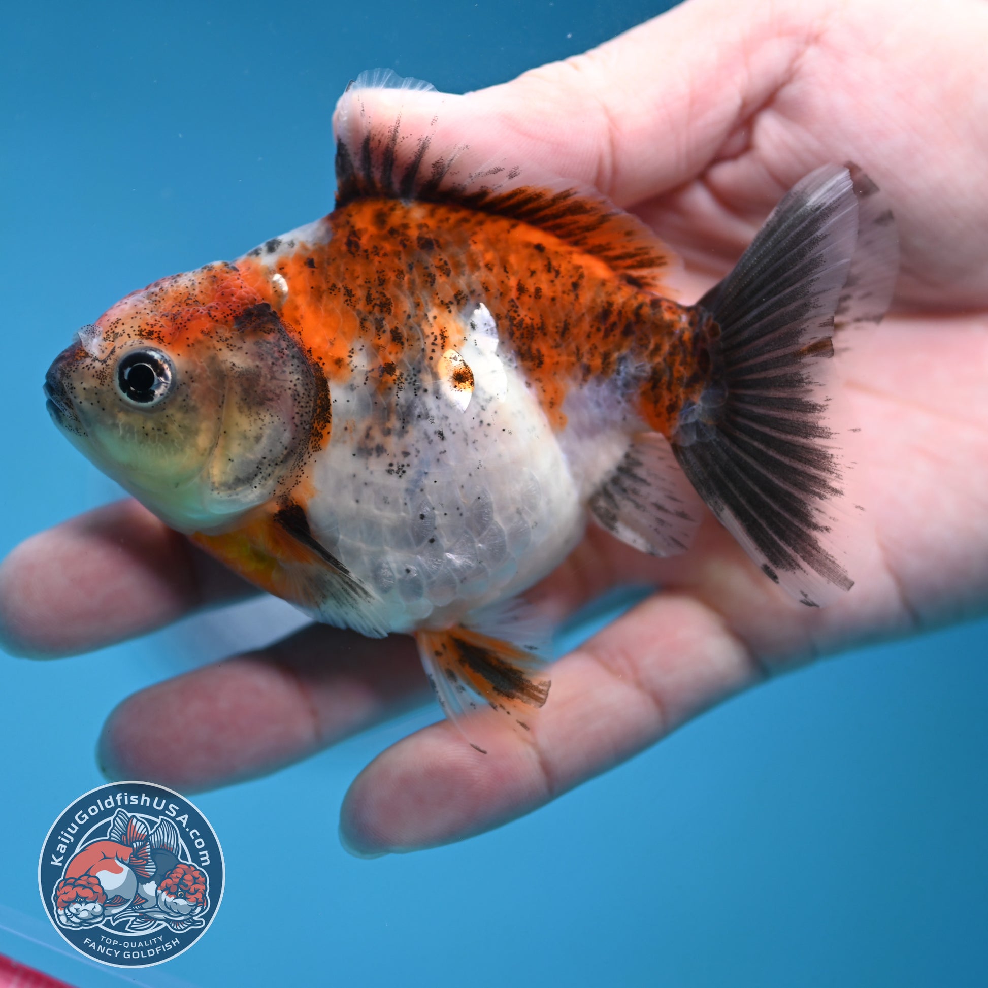 Juvenile Shogun Calico  Oranda 3 inch Body (251121_OR18)