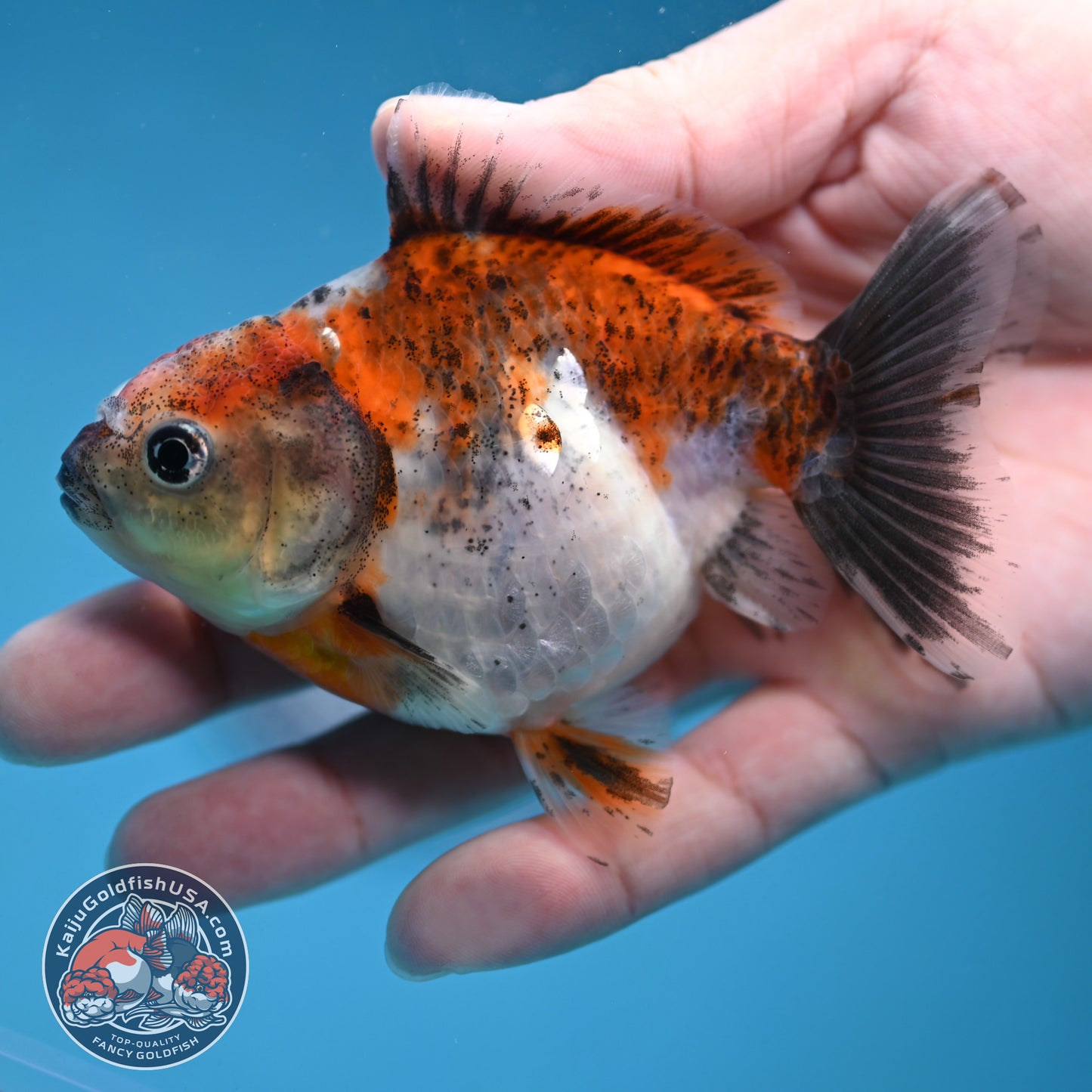 Juvenile Shogun Calico  Oranda 3 inch Body (251121_OR18)
