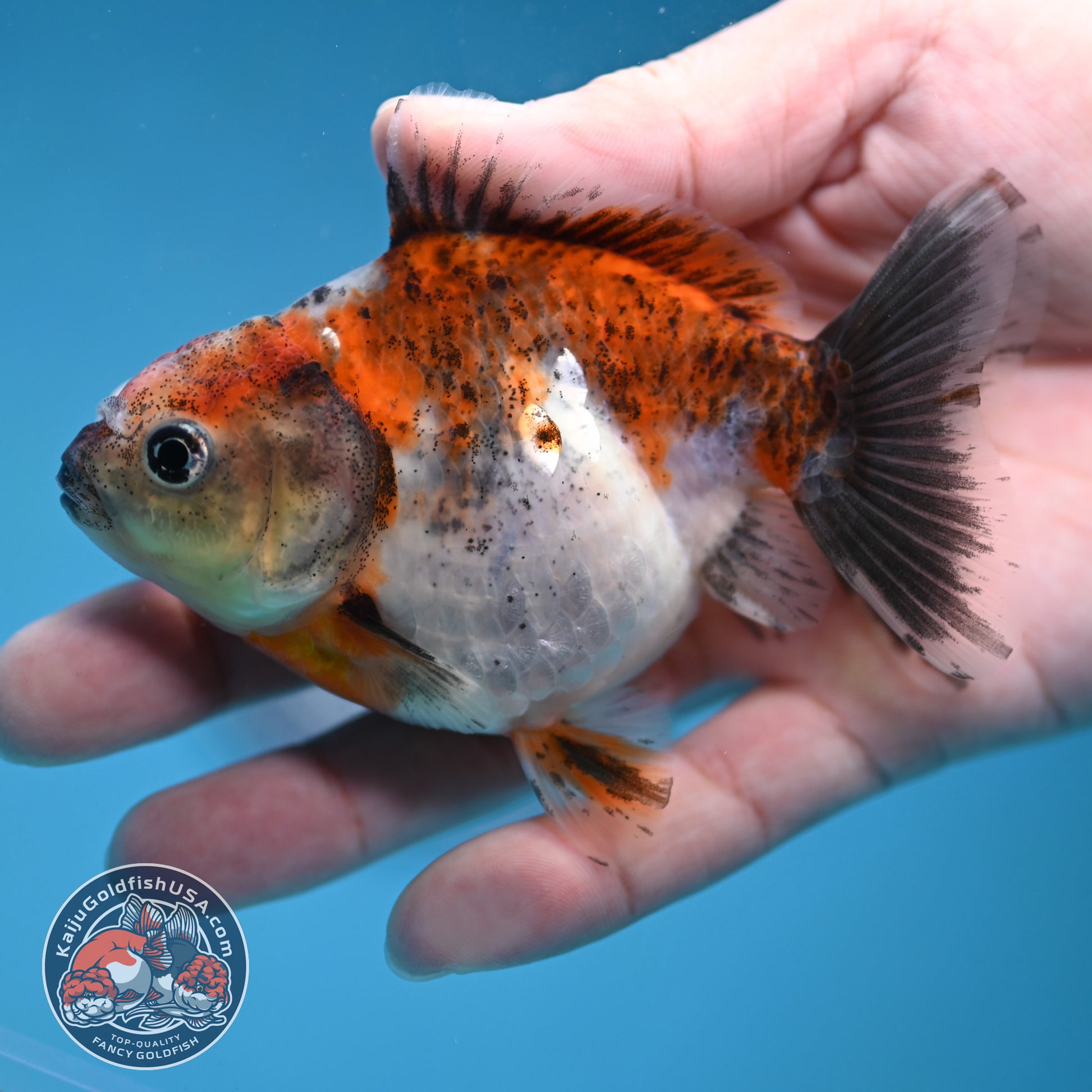 Juvenile Shogun Calico  Oranda 3 inch Body (251121_OR18)