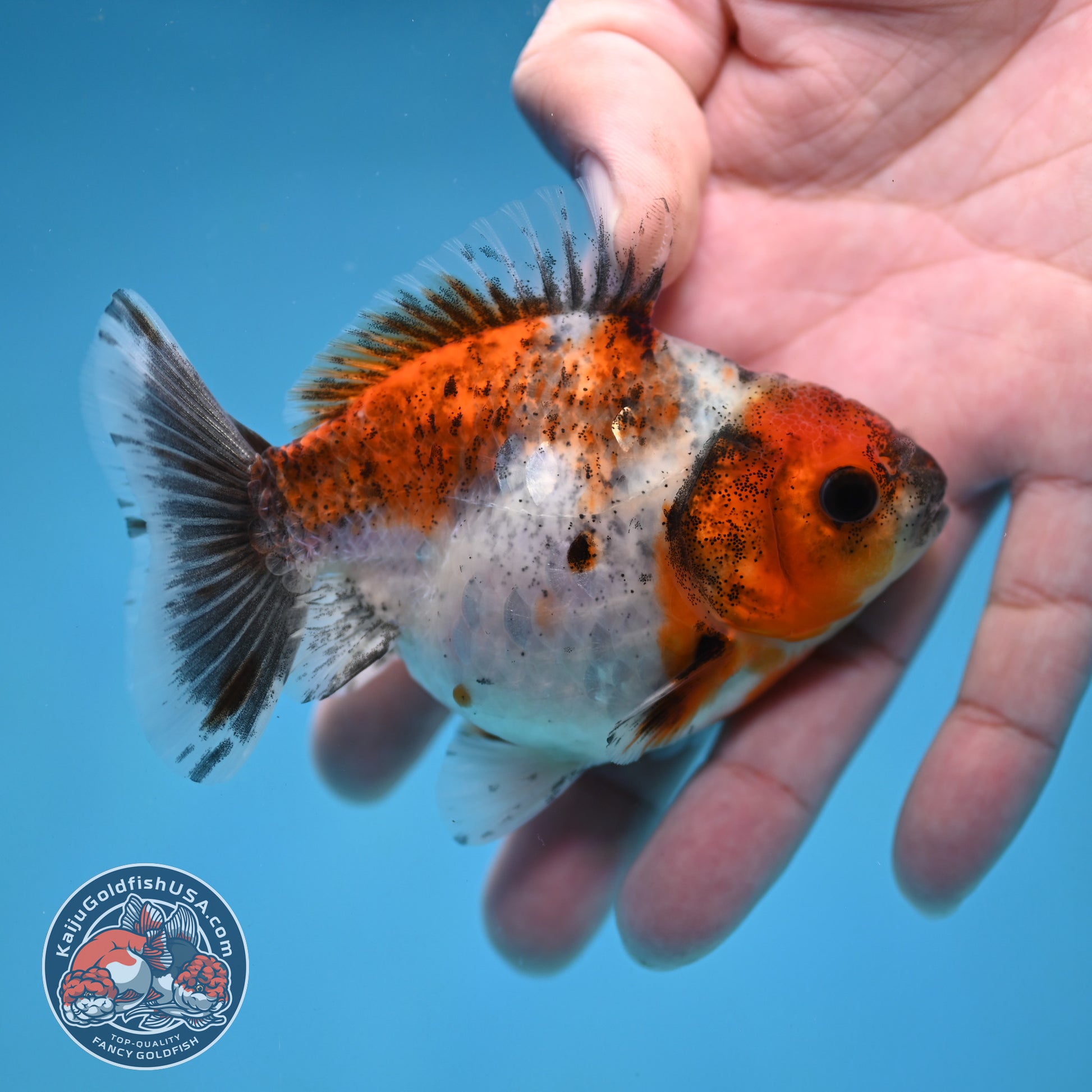 Juvenile Shogun Calico  Oranda 3 inch Body (251121_OR18)