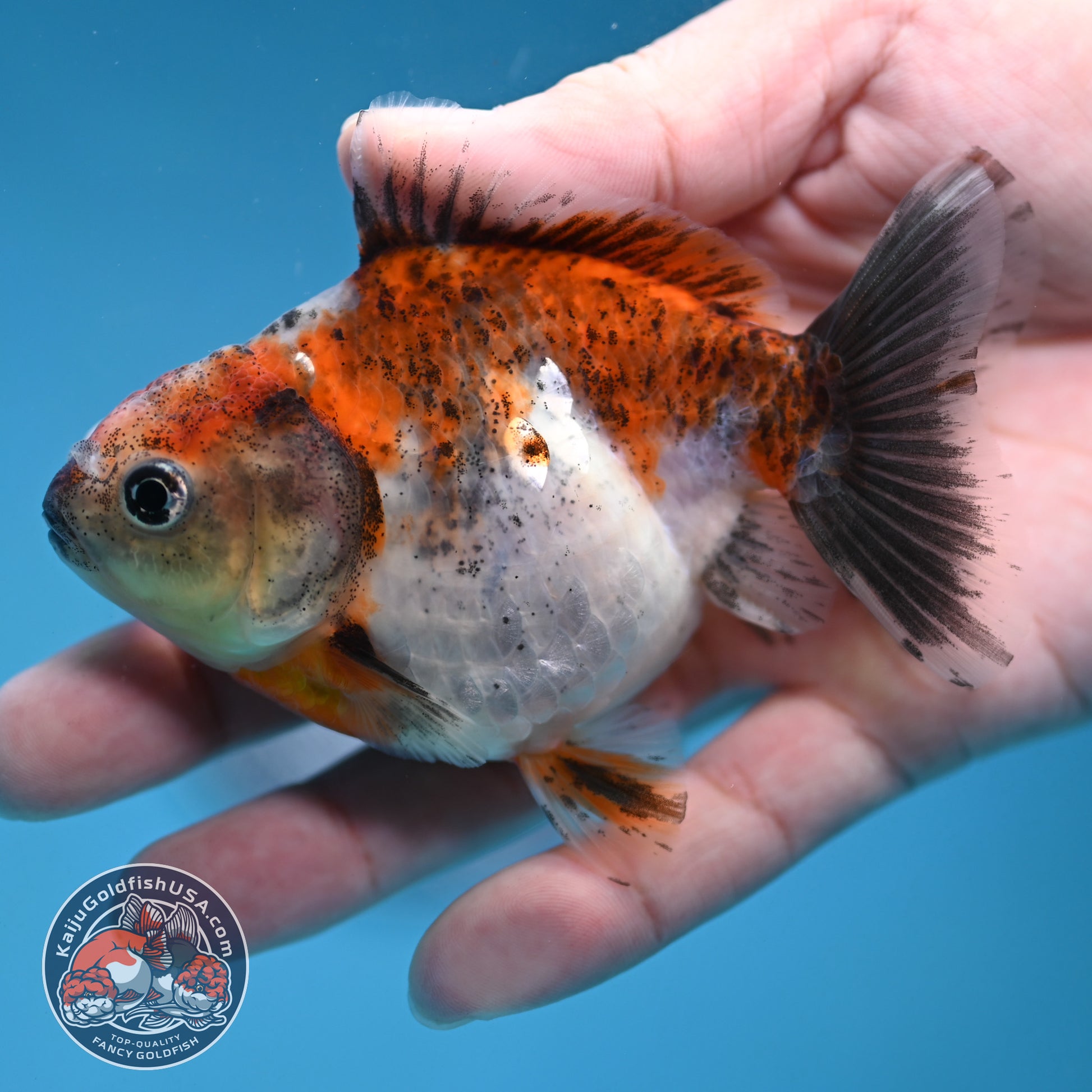 Juvenile Shogun Calico  Oranda 3 inch Body (251121_OR18)
