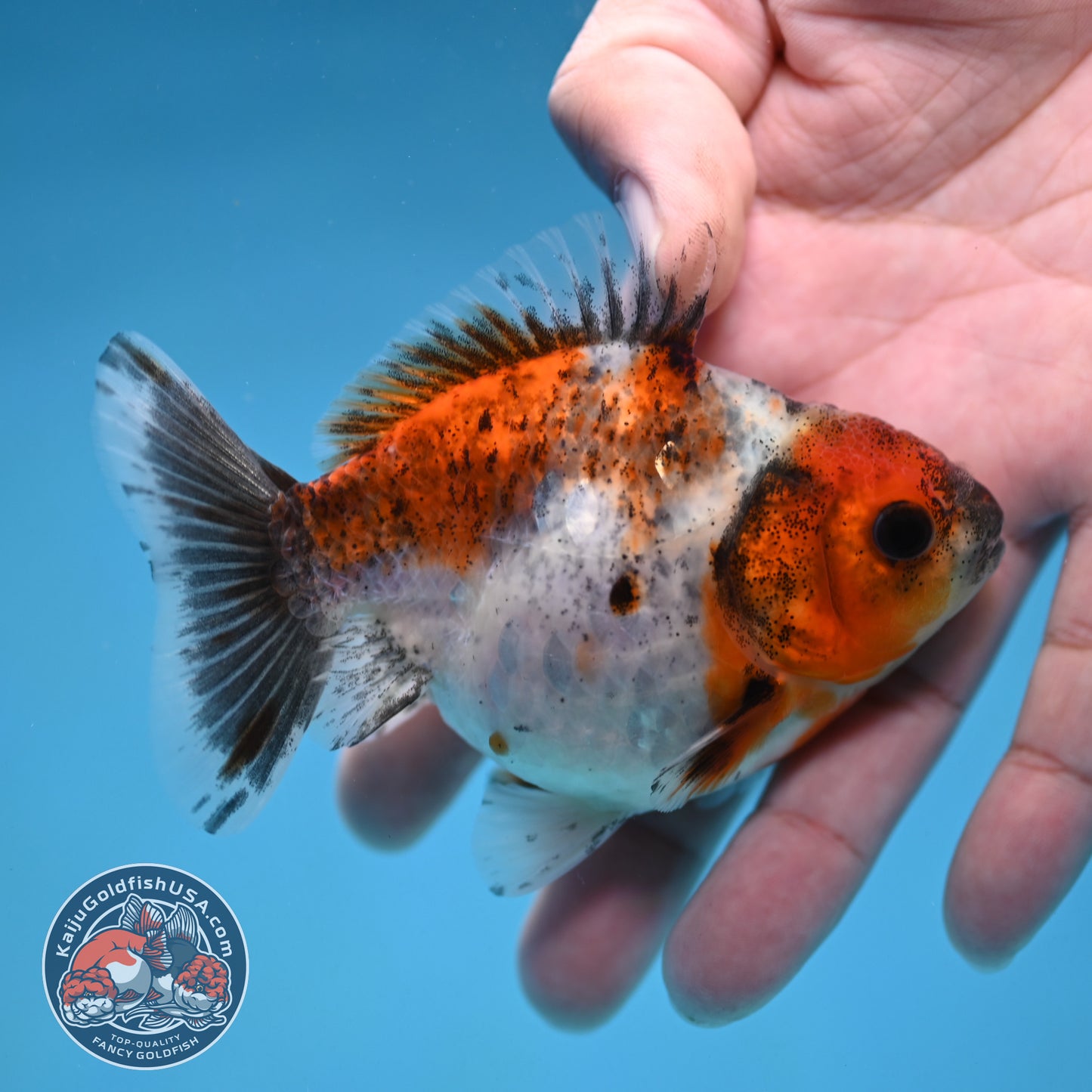 Juvenile Shogun Calico  Oranda 3 inch Body (251121_OR18)