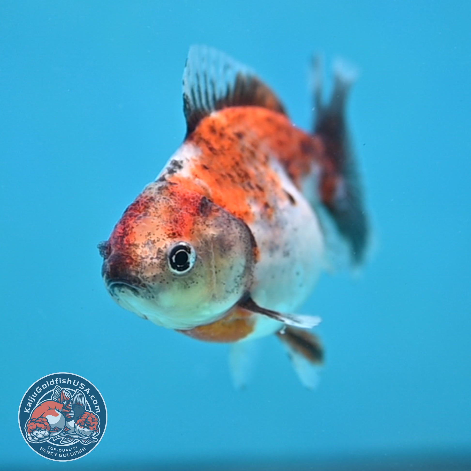 Juvenile Shogun Calico  Oranda 3 inch Body (251121_OR18)