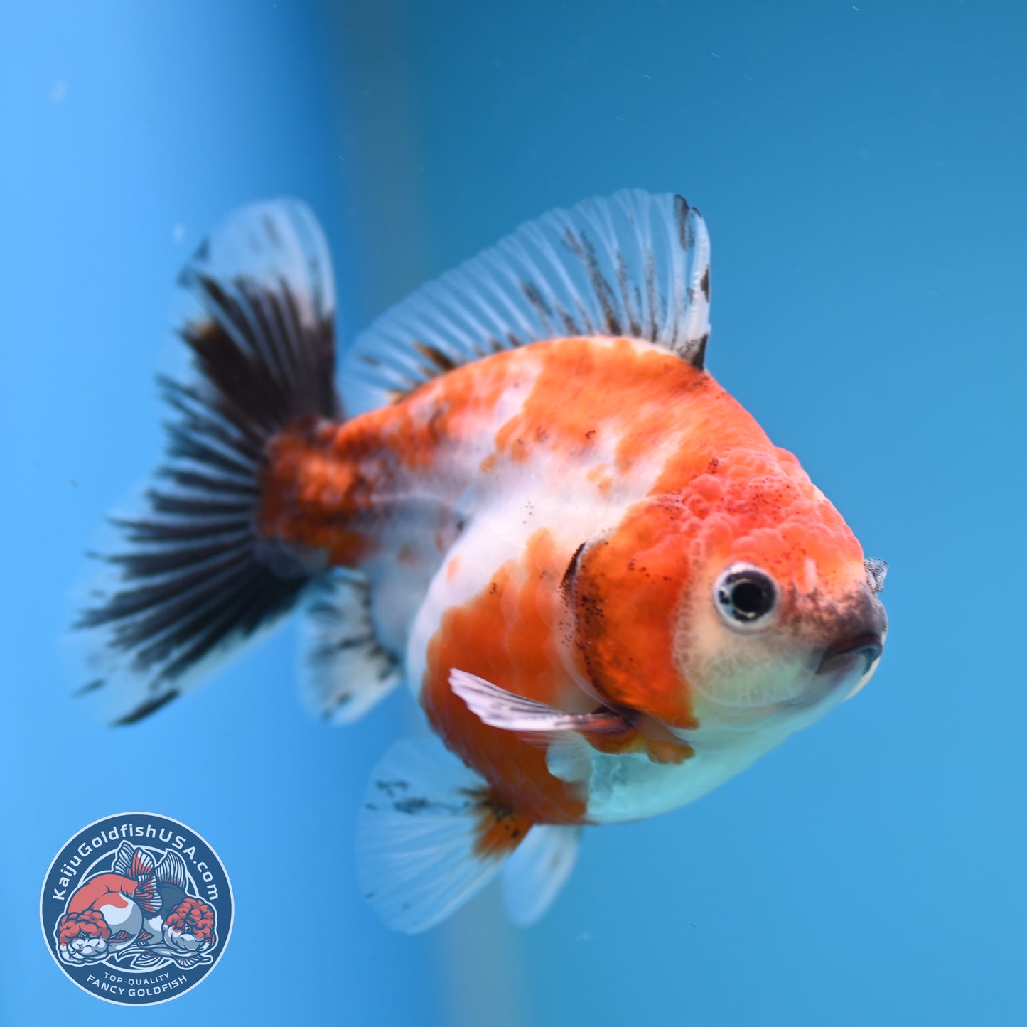 Juvenile Shogun Calico Oranda 3 inch Body (251121_OR21)