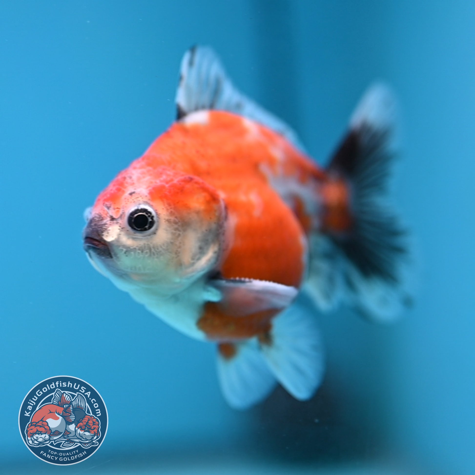Juvenile Shogun Calico Oranda 3 inch Body (251121_OR21)