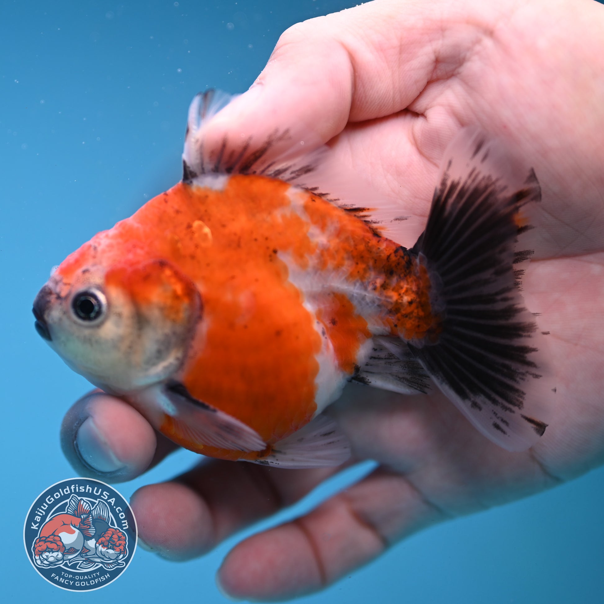 Juvenile Shogun Calico Oranda 3 inch Body (251121_OR21)